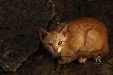 Fotografia intitulada "Gato desconfiado" por Toninho Castro, Obras de arte originais
