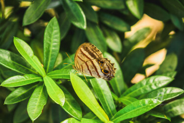 Fotografía titulada "Borboleta" por Toninho Castro, Obra de arte original