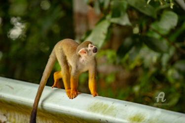 Fotografia intitulada "MACACO DE CHEIRO" por Toninho Castro, Obras de arte originais, Fotografia digital