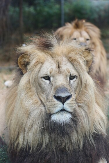 Lion portrait Photographie intitulée "Lion portrait" par Tony Clemenceau (TC.photographie), Œuvre d'art originale, Photographie numérique