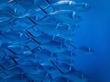 Pintura intitulada "Blue Fish Blue Wate…" por Tony Rubino, Obras de arte originais, Acrílico Montado em Armação em madeira