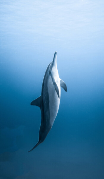 Painting titled "Blue Dolphin" by Tony Rubino, Original Artwork, Acrylic Mounted on Wood Stretcher frame