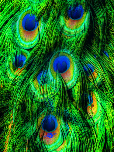 Картина под названием "Peacock or Flower" - Tony Rubino, Подлинное произведение искусства, Акрил Установлен на Деревянная ра…
