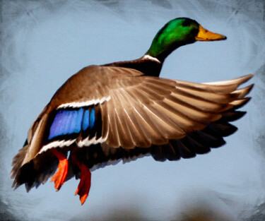 Pintura titulada "Duck Goose Bird Fly…" por Tony Rubino, Obra de arte original, Acrílico Montado en Bastidor de camilla de m…