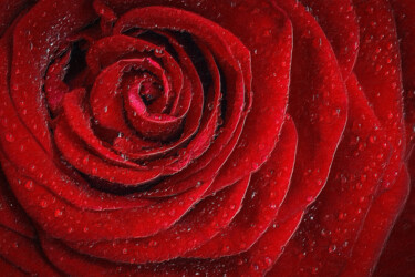 Schilderij getiteld "Red Rose Floral Wit…" door Tony Rubino, Origineel Kunstwerk, Acryl Gemonteerd op Frame voor houten bran…