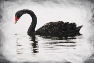 Painting titled "Black Swan Duck Goo…" by Tony Rubino, Original Artwork, Acrylic Mounted on Wood Stretcher frame