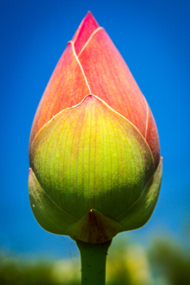 Painting titled "Spring Flower Bud" by Tony Rubino, Original Artwork, Acrylic Mounted on Wood Stretcher frame