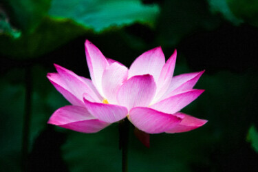 Картина под названием "Bold Pink Lily Flow…" - Tony Rubino, Подлинное произведение искусства, Акрил Установлен на Деревянная…