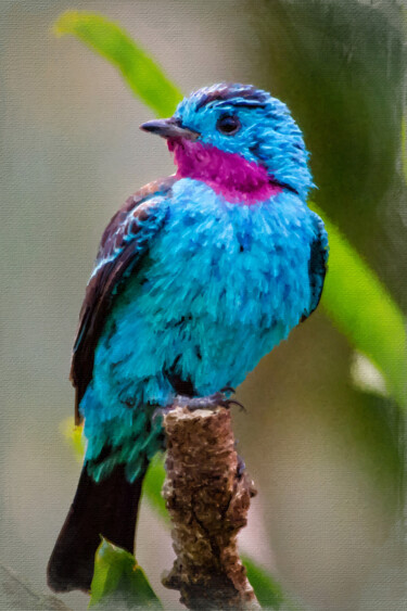 "Colorful Finch Bird…" başlıklı Tablo Tony Rubino tarafından, Orijinal sanat, Akrilik Ahşap Sedye çerçevesi üzerine monte ed…