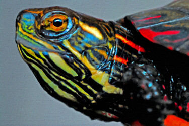 Картина под названием "Colorful Turtle" - Tony Rubino, Подлинное произведение искусства, Акрил Установлен на Деревянная рама…