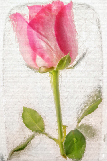 Картина под названием "Froze Rose" - Tony Rubino, Подлинное произведение искусства, Акрил Установлен на Деревянная рама для…