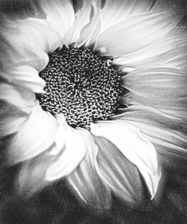 Коллажи под названием "Sunflower White And…" - Tony Rubino, Подлинное произведение искусства, Коллажи Установлен на Деревянн…