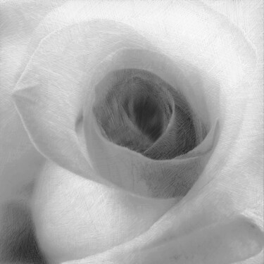 Digital Arts με τίτλο "White Rose" από Tony Rubino, Αυθεντικά έργα τέχνης, Ψηφιακή ζωγραφική Τοποθετήθηκε στο Ξύλινο φορείο…