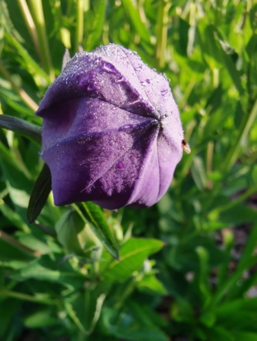 Photography titled "Fleur endormie.jpg" by Michèle Tortissier, Original Artwork