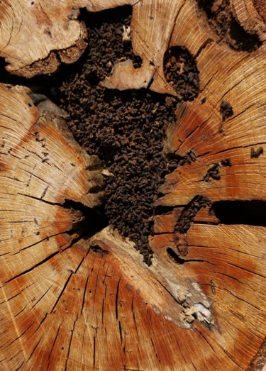 Photographie intitulée "Bois du sud" par Michèle Tortissier, Œuvre d'art originale, Photographie non manipulée