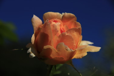 Photographie intitulée "Rose" par Michèle Tortissier, Œuvre d'art originale, Photographie numérique