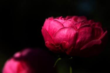 Photographie intitulée "Rose ancienne" par Michèle Tortissier, Œuvre d'art originale, Photographie numérique