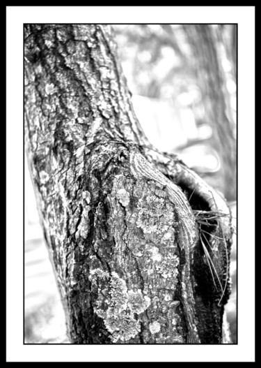 Trunks 2 Fotografía titulada "Trunks 2" por Touche, Obra de arte original, Fotografía digital