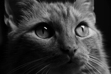Fotografia intitulada "Cat in Black and Wh…" por Traven Luc, Obras de arte originais, Fotografia digital