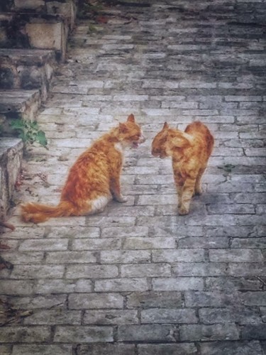 Photography titled "Street Cats" by Manos Kastanakis, Original Artwork