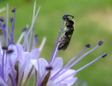 Photographie intitulée "insecte-butineur.jpg" par Joël Tribhout, Œuvre d'art originale