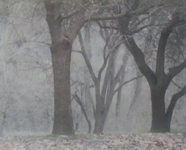 Photography titled "Misty Morning" by Trina Cameron, Original Artwork, Non Manipulated Photography