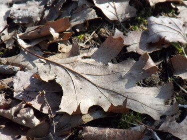 Fotografie getiteld "Fallen Leaves in Ne…" door Troy Wilson-Ripsom, Origineel Kunstwerk, Digitale fotografie
