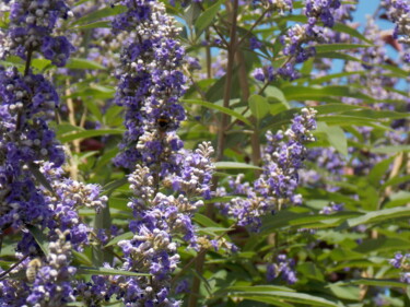 Photographie intitulée "Lilacs in Paris" par Troy Wilson-Ripsom, Œuvre d'art originale, Photographie numérique