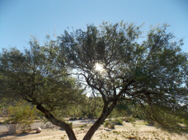 Φωτογραφία με τίτλο "Sunspotting" από Troy Wilson-Ripsom, Αυθεντικά έργα τέχνης, Ψηφιακή φωτογραφία