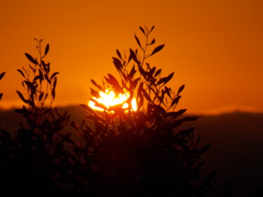 Фотография под названием "Sunset Silhouette" - Troy Wilson-Ripsom, Подлинное произведение искусства, Цифровая фотография