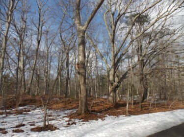 Photography titled "Dryads at Rest" by Troy Wilson-Ripsom, Original Artwork, Non Manipulated Photography