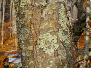 Fotografia intitulada "Lichen This Tree" por Troy Wilson-Ripsom, Obras de arte originais, Fotografia Manipulada