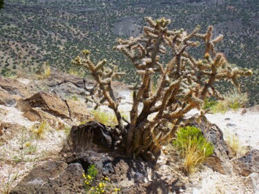 Photographie intitulée "Prickly Situation" par Troy Wilson-Ripsom, Œuvre d'art originale, Photographie numérique