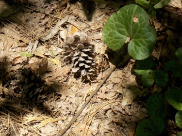 Photography titled "A Pine Cone in Yose…" by Troy Wilson-Ripsom, Original Artwork, Digital Photography