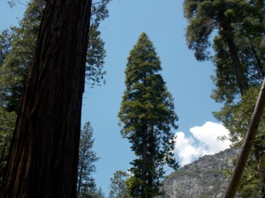Fotografía titulada "Majestic Yosemite 1" por Troy Wilson-Ripsom, Obra de arte original, Fotografía digital