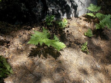 Fotografie mit dem Titel "Yosemite Fern" von Troy Wilson-Ripsom, Original-Kunstwerk, Digitale Fotografie