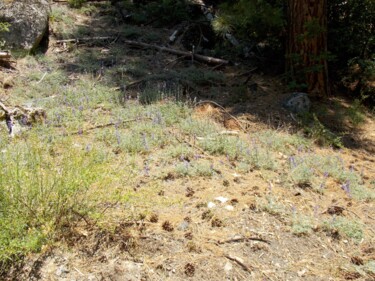 Fotografie mit dem Titel "Yosemite Wildflower…" von Troy Wilson-Ripsom, Original-Kunstwerk, Digitale Fotografie