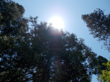 Photography titled "Light in the Trees 4" by Troy Wilson-Ripsom, Original Artwork, Digital Photography