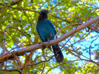 Fotografie mit dem Titel "Nevada Blue Jay" von Troy Wilson-Ripsom, Original-Kunstwerk, Digitale Fotografie
