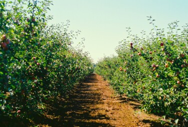 Photography titled "Bountiful Orchard" by Troy Wilson-Ripsom, Original Artwork, Digital Photography