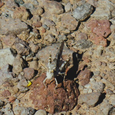 Fotografia intitolato "Desert Grasshopper" da Troy Wilson-Ripsom, Opera d'arte originale, Fotografia digitale
