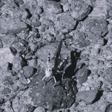 Fotografia intitolato "Desert Grasshopper…" da Troy Wilson-Ripsom, Opera d'arte originale, Fotografia digitale