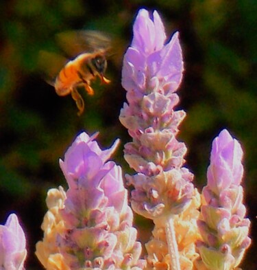 Fotografie mit dem Titel "Bee" von Troy Wilson-Ripsom, Original-Kunstwerk, Digitale Fotografie