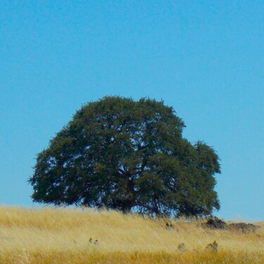 Photographie intitulée "A Tree on the Hill" par Troy Wilson-Ripsom, Œuvre d'art originale, Photographie numérique