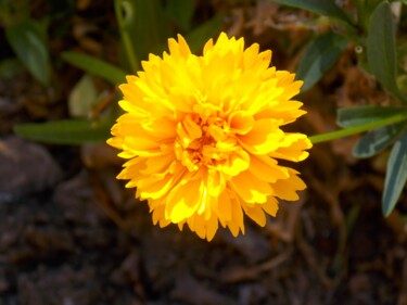 Photographie intitulée "Dazzling Yellow Flo…" par Troy Wilson-Ripsom, Œuvre d'art originale, Photographie numérique