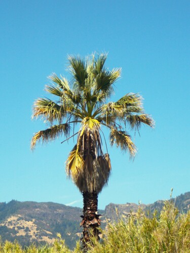 Photography titled "California Palm" by Troy Wilson-Ripsom, Original Artwork, Digital Photography