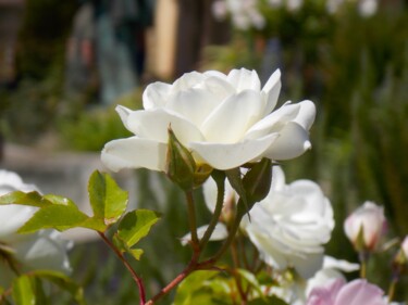 Fotografía titulada "White Rose in the S…" por Troy Wilson-Ripsom, Obra de arte original, Fotografía digital
