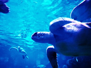 Digital Arts titled "Blue Turtle Dream" by Troy Wilson-Ripsom, Original Artwork, Manipulated Photography