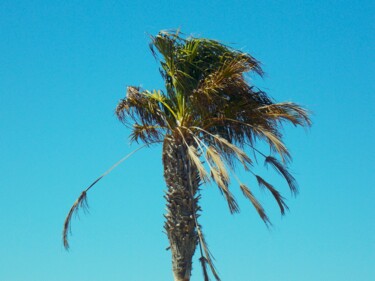 Photographie intitulée "Battered Palm" par Troy Wilson-Ripsom, Œuvre d'art originale, Photographie numérique