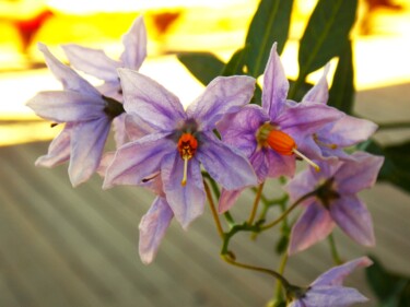 Fotografie mit dem Titel "Simple Floral Beauty" von Troy Wilson-Ripsom, Original-Kunstwerk, Digitale Fotografie